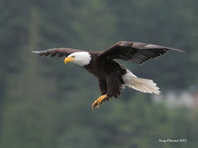 6-8-2013 eagle seabeck_9913sf.JPG