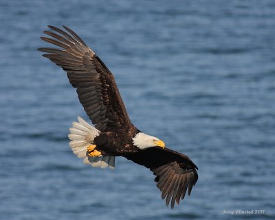 2-9-2011 bald eagle flt_1745.JPG