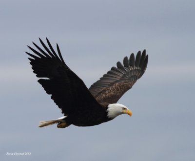 4-2-2013 adult Bald Eagle Edmonds_3544.JPG