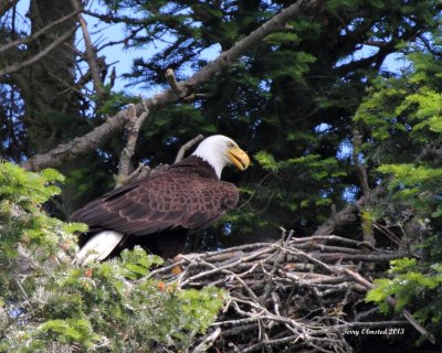 6-22-2013 Dad arrives at the nest_1228.JPG