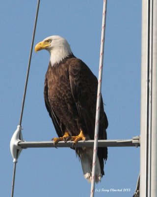 7-1-2013 fm bald eagle edmonds marina_9670red.JPG
