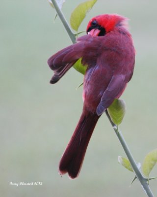 12-3-2013 Cardinal Wailea