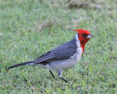 12-4-2013 red-crested cardinal_7298.JPG