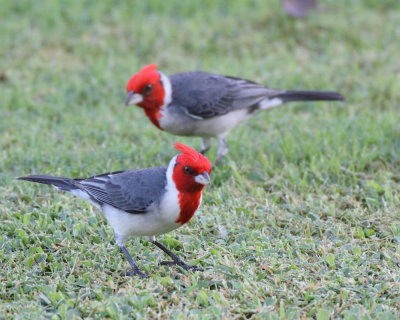12-5-2013 red-crested cardinal pair_7305.JPG