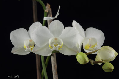 orchide.jpg