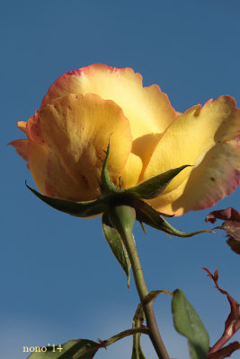 rose016.jpg