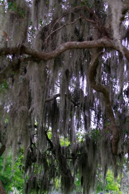 Brazos Bend 