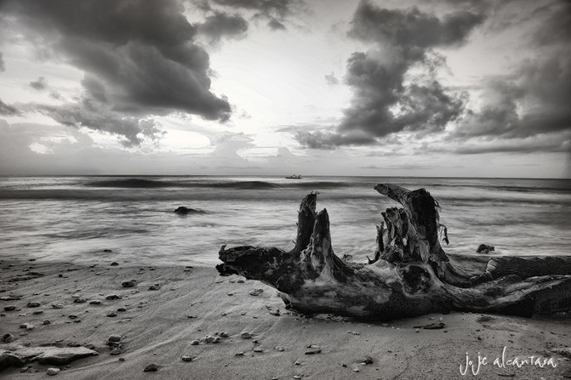 Driftwood