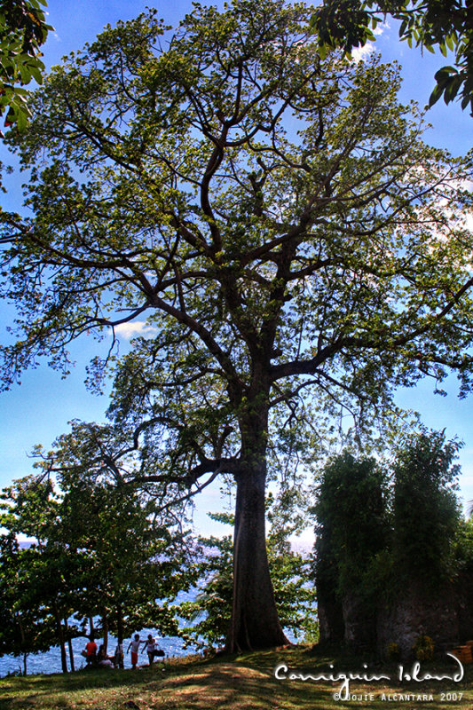 Century tree in Gui-ob Church Ruins