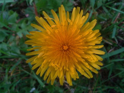 A small sun in the grass