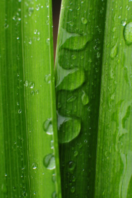 Perles de pluie