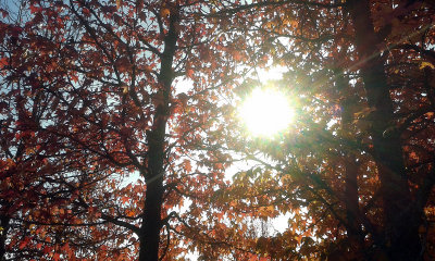 Late October's light (2)