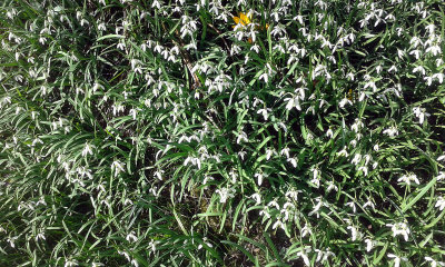 Snowdrop flowers symphony