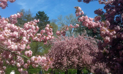 Cherry blossom