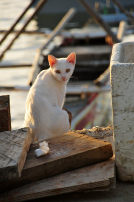 The Harbor's White Cat