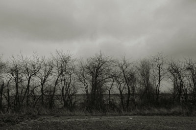 Sad trees in the lowlands