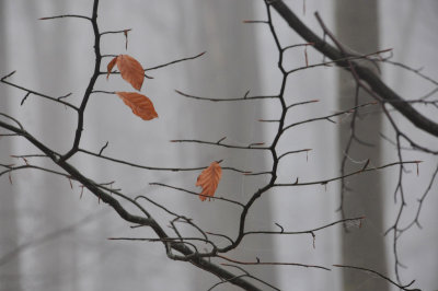 A foggy stroll