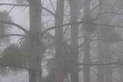 A foggy stroll