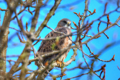 Swainson's Hawk, dark morph