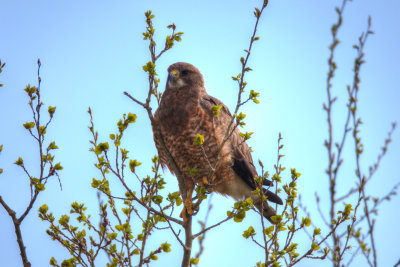 Red-shouldered Hawk