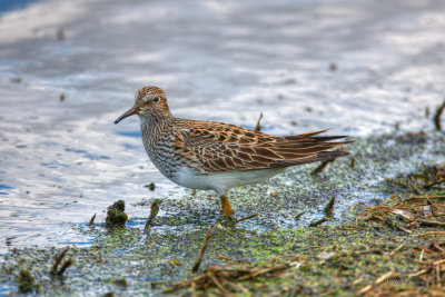 Pectoral Sandpiper