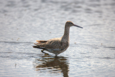 Short-billed Dowitcher