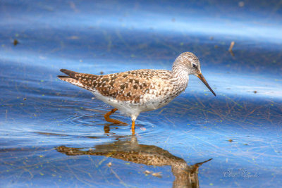 Lesser Yellowlegs