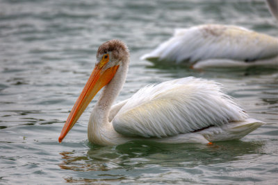 Great White Pelican