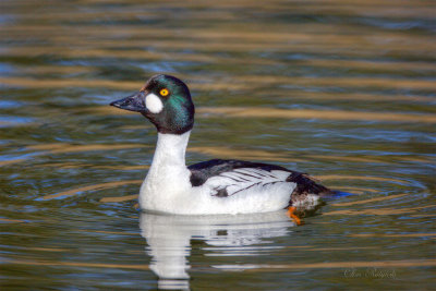 Common Goldeneye