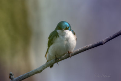 Tree Swallow