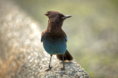 Steller's Jay