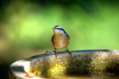 Red-breasted Nuthatch