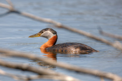 Red-Necked Grebe