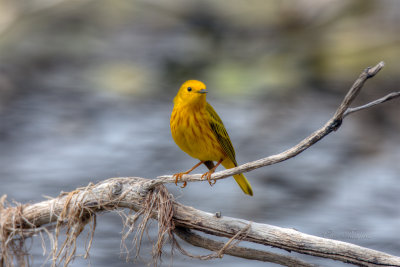 Yellow Warbler