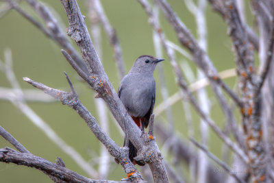 Gray Catbird