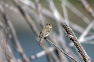 Willow Flycatcher