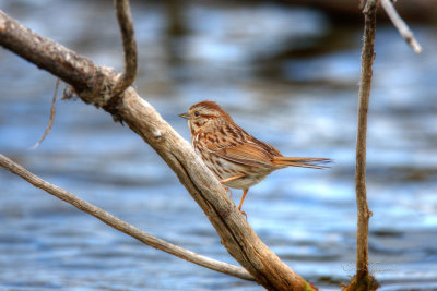 Lincoln's Sparrow