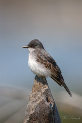  Eastern Kingbird