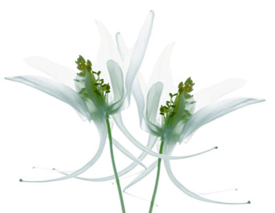 Crystal_Columbine-Marsha_Tudor