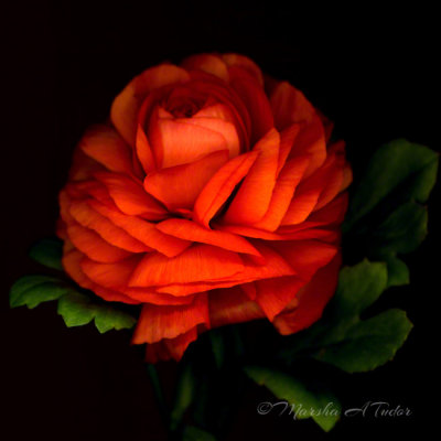 Orange_Ranunculus-Marsha_Tudor