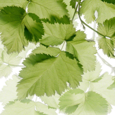 Square_Leaves_1-Marsha_Tudor