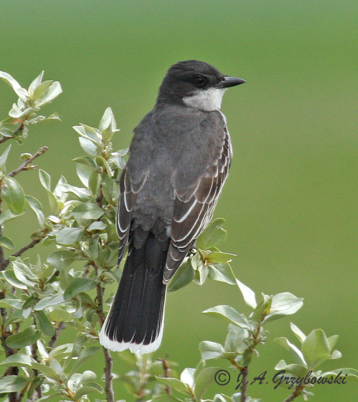 Eastern Kingbird