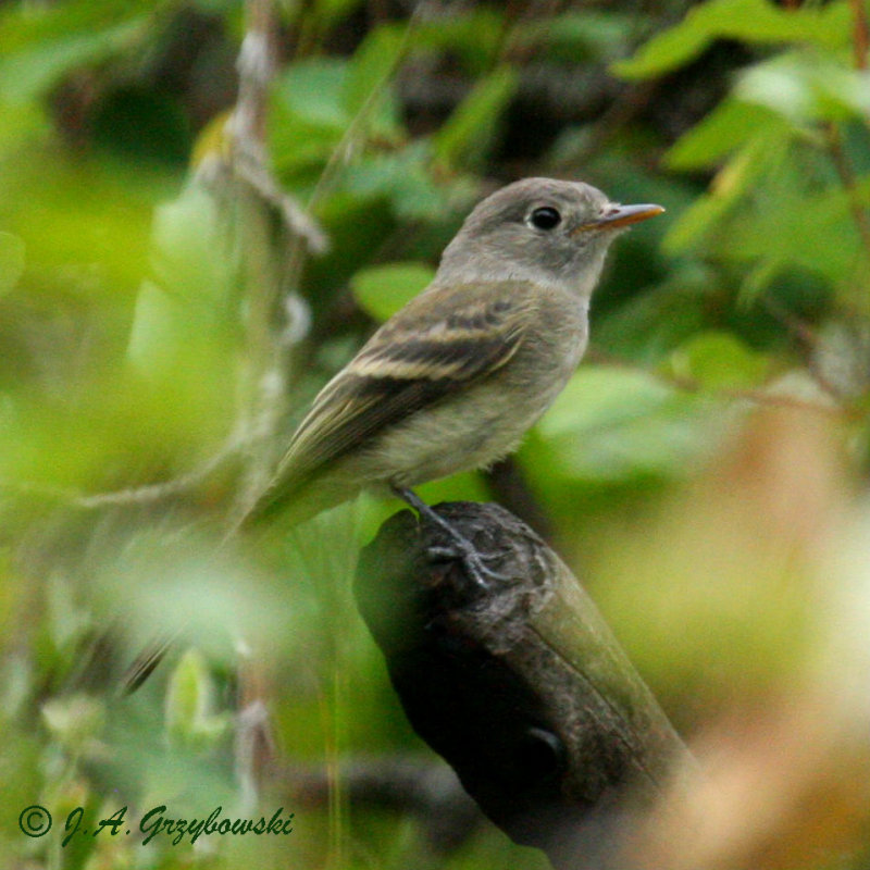 Dusky Flycatcher