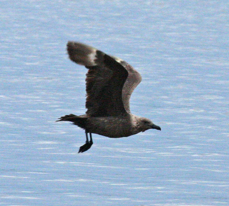 skua in Oklahoma