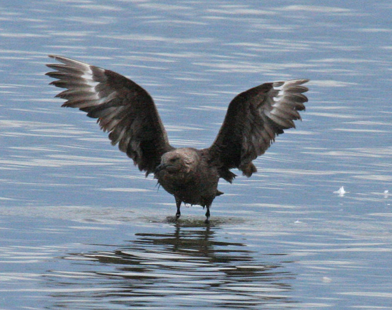 skua in Oklahoma