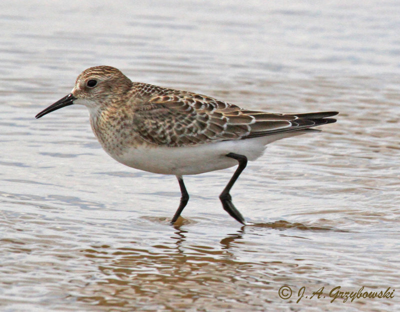 Bairds Sandpiper