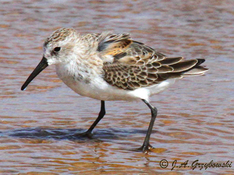 Western Sandpiper