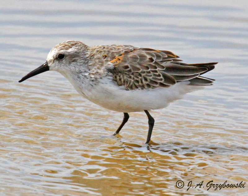 Western Sandpiper