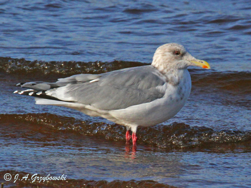 Thayers Gull - adult winter