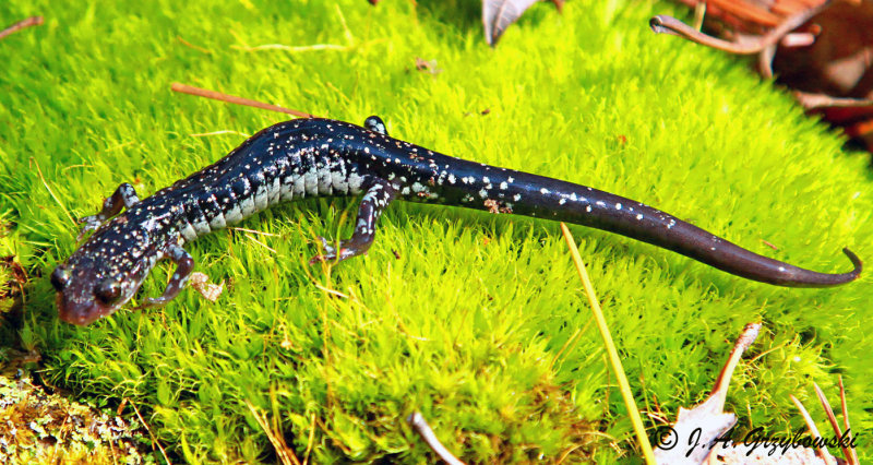 Rich Mountain Salamander (Plethodon ouachitae)